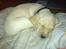 Labrador retriever (Formel 1) Kata - Dagen hvor kata skulle med hjem ... ( Træt efter en god lege tur )