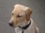 Labrador retriever (Formel 1) Kata - Er jeg ikke en flot fyr