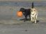 Labrador retriever (Formel 1) Kata - Far og jeg ved stranden (Den sorte er Kata`s Far Anton)