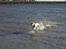 Labrador retriever (Formel 1) Kata - Elsker Vand