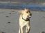 Labrador retriever (Formel 1) Kata - Træt kan vi også være 