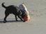 Labrador retriever (Formel 1) Kata