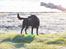 Labrador retriever (Formel 1) Kata - kata´s far Anton