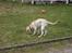 Labrador retriever (Formel 1) Kata