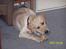 Labrador retriever (Formel 1) Kata