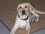 Labrador retriever (Formel 1) Kata