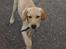 Labrador retriever (Formel 1) Kata