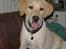 Labrador retriever (Formel 1) Kata