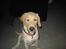 Labrador retriever (Formel 1) Kata - Grine kan vi også 