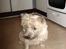 Cairn terrier Zacho