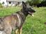 Schæferhund Kumani Athena