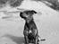 Amerikansk staffordshire terrier ¤ Nala ¤ (7Soveren)