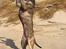 Amerikansk staffordshire terrier ¤ Nala ¤ (7Soveren)