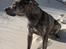 Amerikansk staffordshire terrier ¤ Nala ¤ (7Soveren)