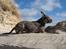 Amerikansk staffordshire terrier ¤ Nala ¤ (7Soveren)
