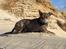 Amerikansk staffordshire terrier ¤ Nala ¤ (7Soveren)