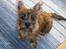 Cairn terrier Bellos