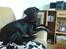 Blanding af racer Fraya - Lab/Berner 26/8-06 - 14/2-19 - Ligger lige og ser godt ud! *NYT*