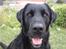 Blanding af racer Fraya - Lab/Berner 26/8-06 - 14/2-19 - Smiler lige til fotografen :) "Hvad kan jeg gøre for dig i dag mor??"