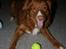 Nova scotia duck tolling retriever Balto