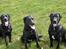 Labrador retriever Tjalfe - Tjalfe, Bella og Axel efter en løbetur