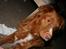 Nova scotia duck tolling retriever Balto