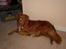 Nova scotia duck tolling retriever Balto