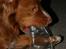 Nova scotia duck tolling retriever Balto