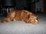 Nova scotia duck tolling retriever Balto
