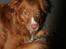 Nova scotia duck tolling retriever Balto