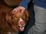 Nova scotia duck tolling retriever Balto