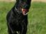 Labrador retriever Nynne ;-) - :O)