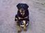 Blanding af racer Trine (Rip d. 24/5-2019) - hvaa ville du noget eller hva?? 