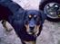 Blanding af racer Trine (Rip d. 24/5-2019) - hvad pokker er det for et apperat han holder.. gad vide om det smager godt??? 