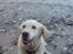 Golden retriever Maggie - Uhh, det lufter ved stranden :)