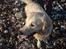 Golden retriever Basse - Det bedste er bare stranden :D