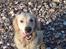 Golden retriever Basse - Det er lidt hårdt :oO