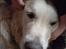 Golden retriever Basse - Hold lige mit hoved :P