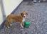 Border collie lady (død) R.I.P  - lady der har huget min  fodere spand til mine heste hehe