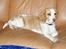 Beagle Toffifee - min lille nysgerige toffi