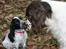 Cocker spaniel Mika - Hej hej Maggie