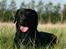 Labrador retriever Nynne ;-)