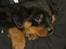 Rottweiler Frida - jeg er 8 uger gl her og lidt træt
