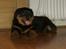 Rottweiler Frida - 8 uger . det er lidt hårdt at skifte hjem