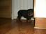 Rottweiler Frida - 8 uger ok så går vi 