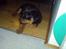 Rottweiler Frida - Frida 9 uger. så er hun ved at vende sig til sit nye hjem.