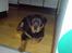 Rottweiler Frida - Frida 9 uger.