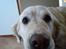 Golden retriever Maggie - In you´r face :P