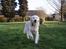 Golden retriever Basse - Nu kommer jeg med pinden :D