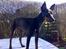 Engelsk toy terrier Fifi Gong Gong   